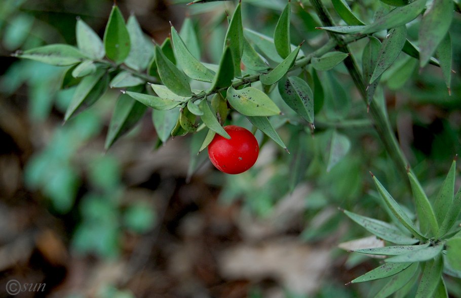 Ruscus aculeatus ареал
