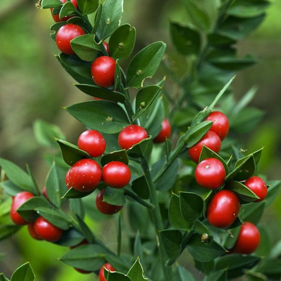 Зелень кусты