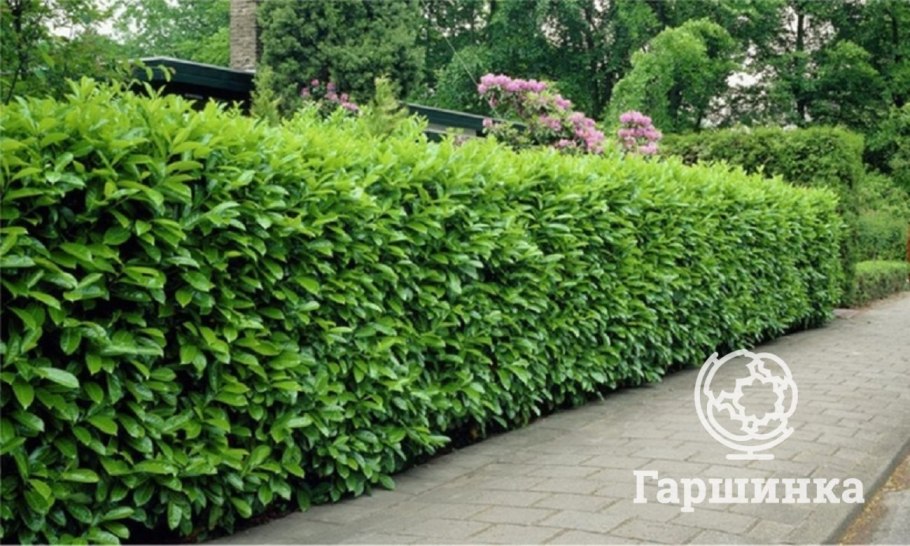 Иглица гирканская