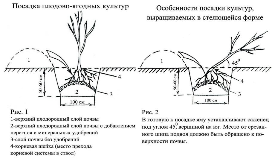 Черенкуем облепиху