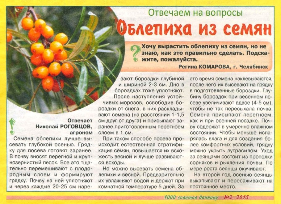 Дерево облепихи в огороде
