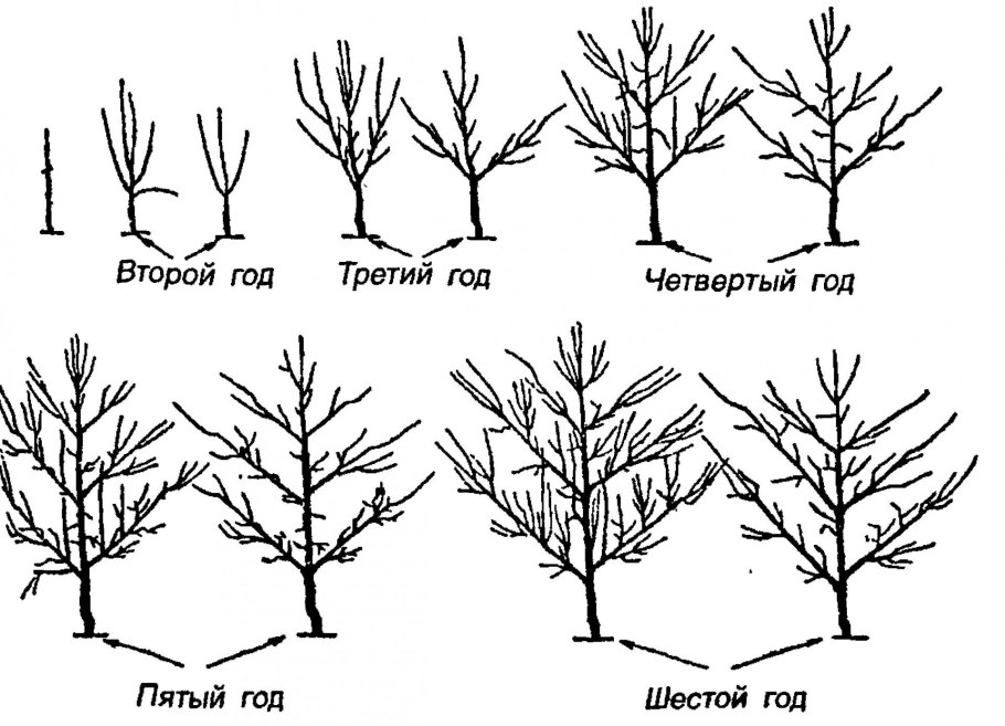 Облепиха иволистная (Hippophae salicifolia l.)