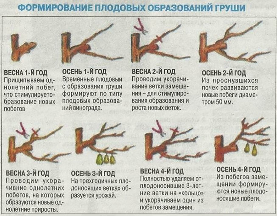 Схема обрезки саженцев яблони