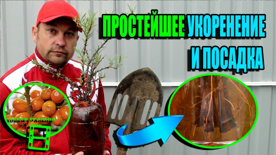 Эндомикоз облепихи