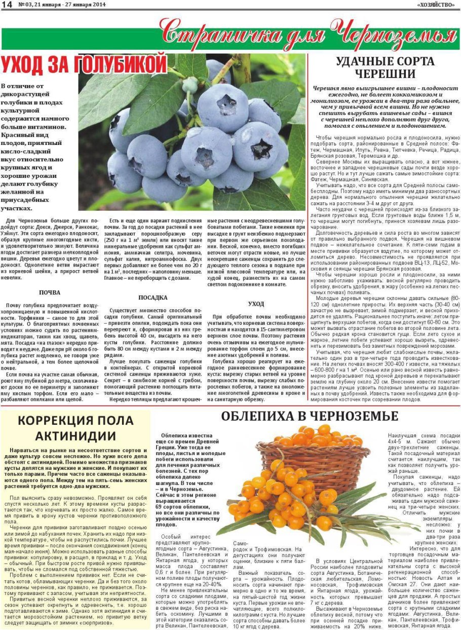 Сухие ветки облепихи