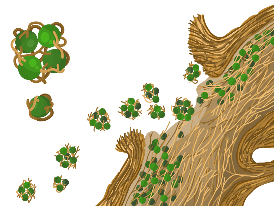 Базидиомицеты значение в природе и жизни человека