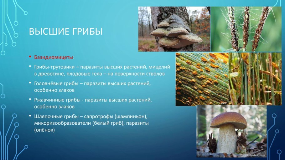 Лишайники автотрофы