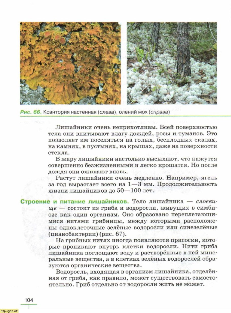 Гетеромерное строение лишайника