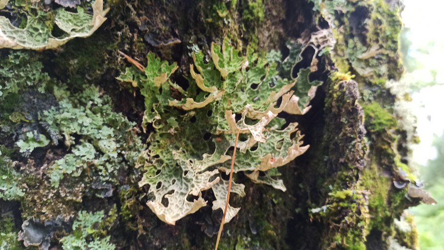 Вегетативное размножение лишайника