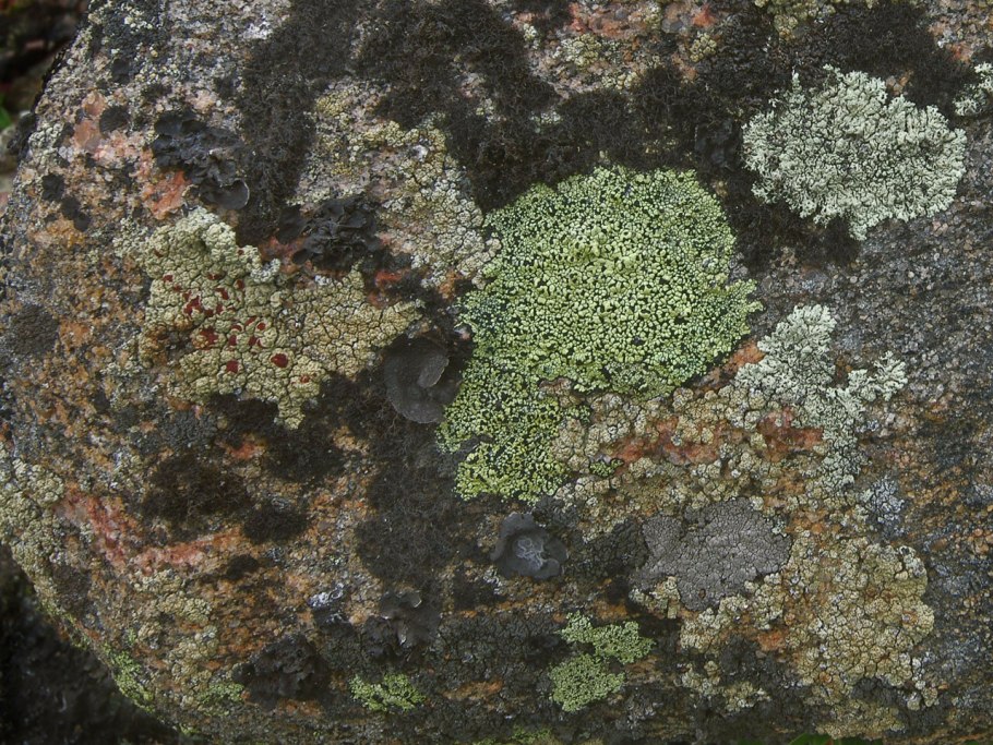 Срез лишайника Фисция под микроскопом