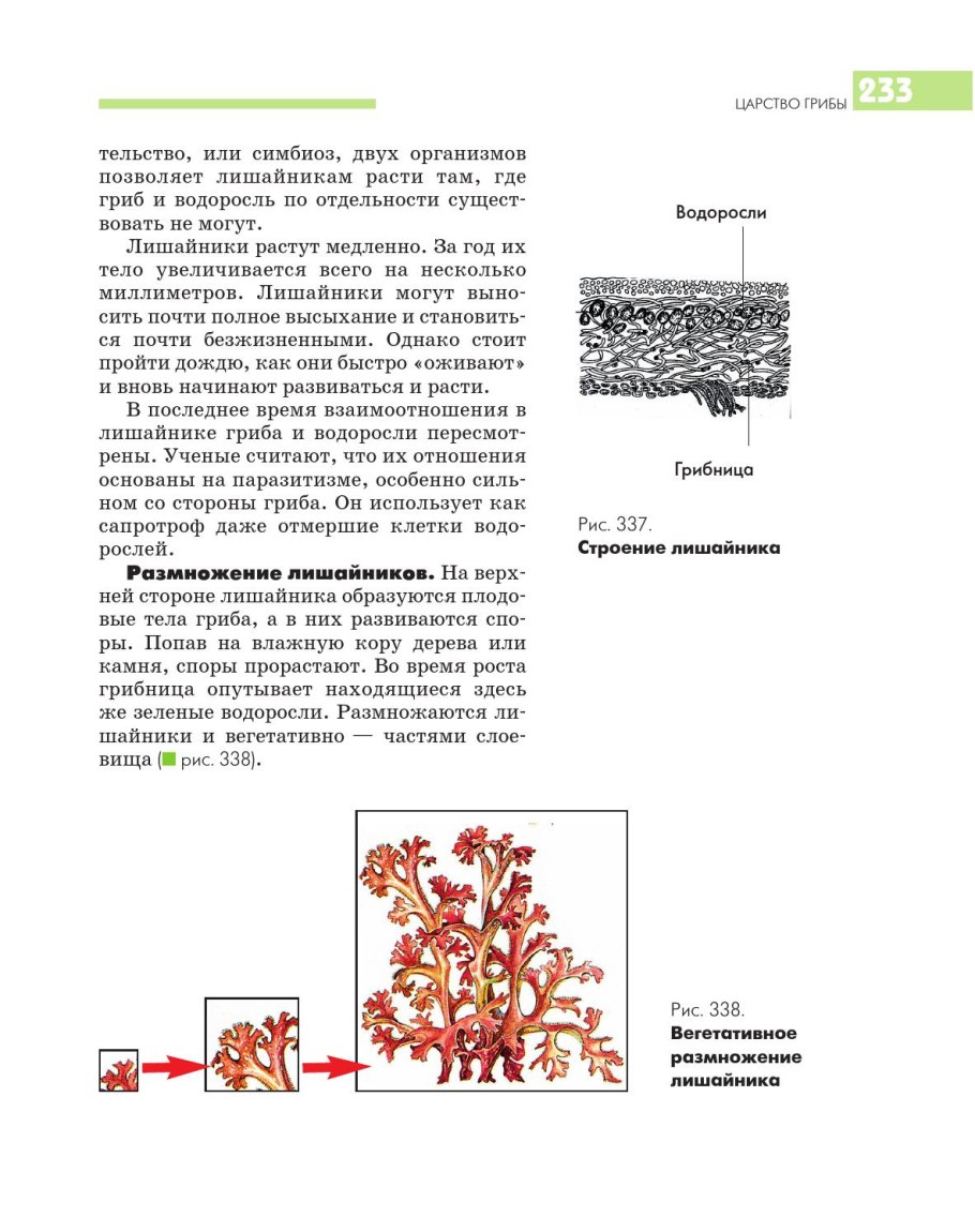 Лишайники жизненный цикл