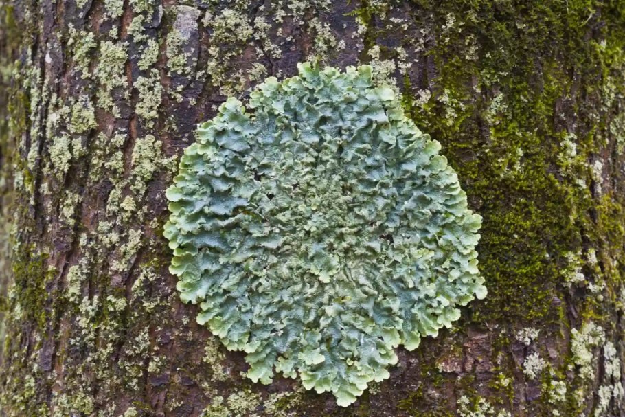 Гриб накипной лишайник