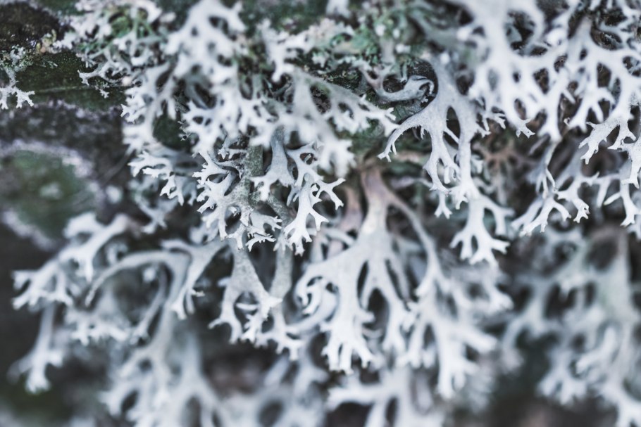 Мутуализм лишайники