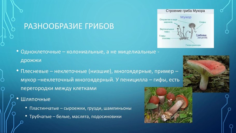 Внутреннее строение лишайника