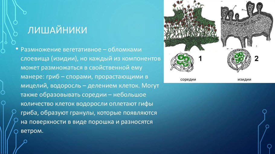 Размножение грибов и лишайников