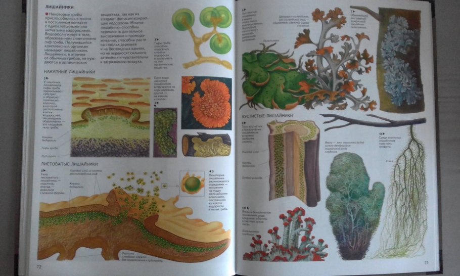 Лишайники комплексные симбиотические организмы состоящие из