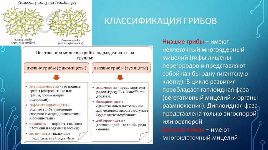 Лишайник-кладония симбиоз