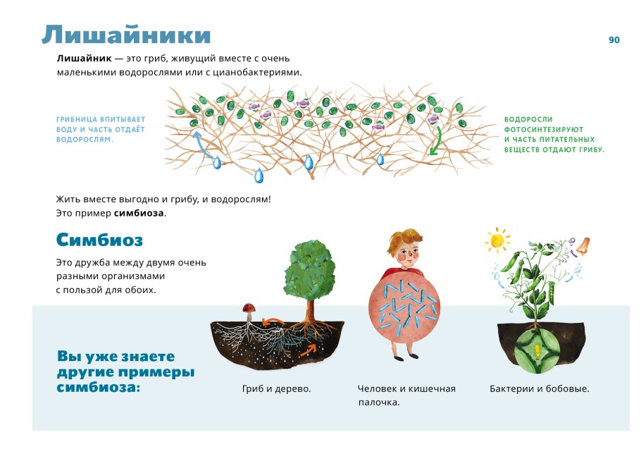 Симбиоз гриба и водоросли в лишайнике