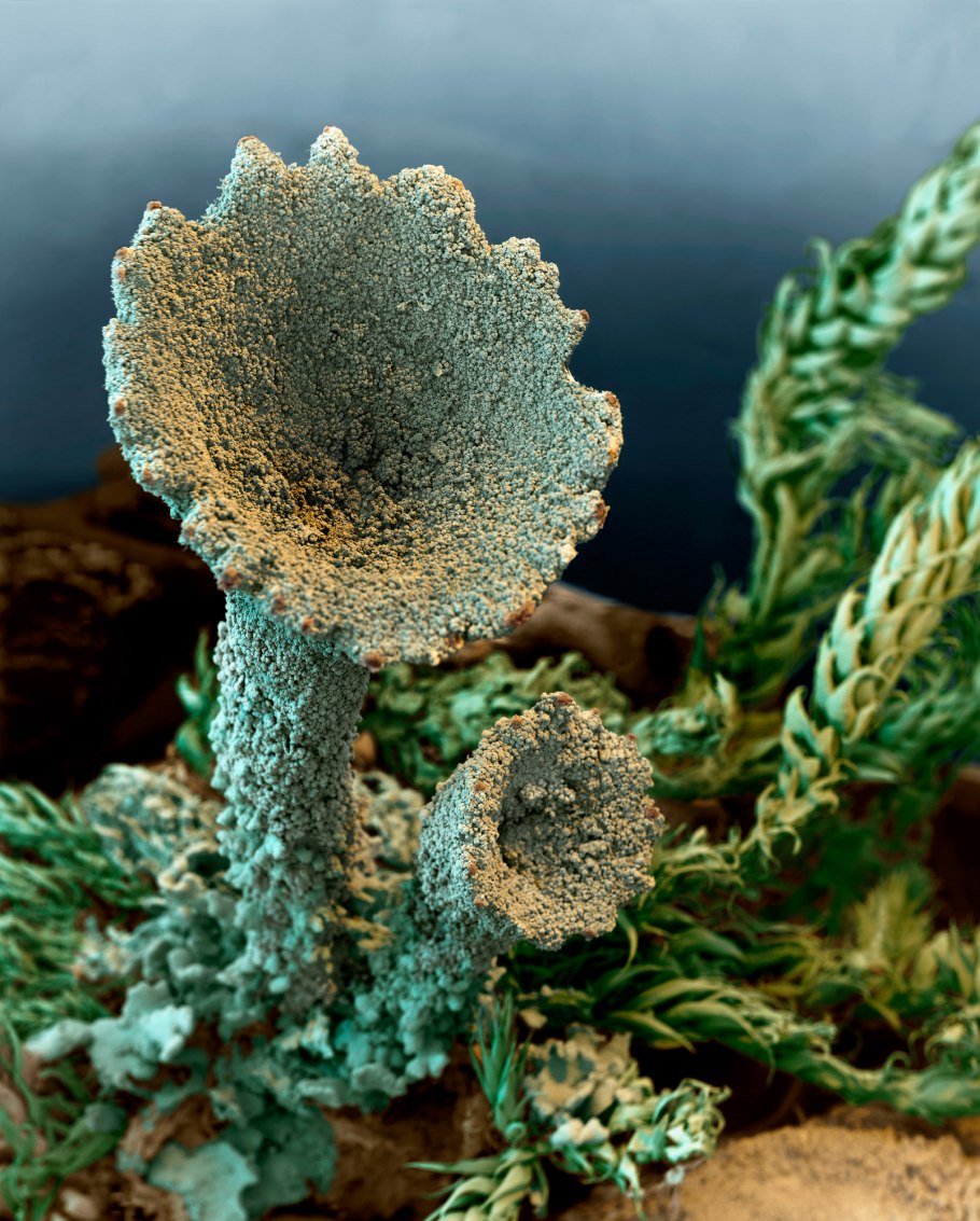 К комплексным организмам относят