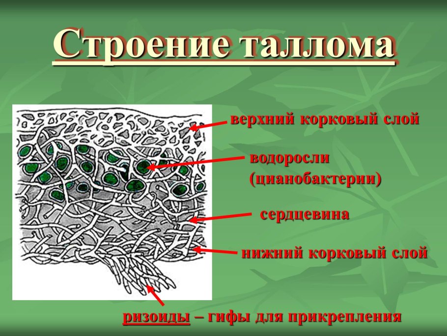Грибы в ягеле