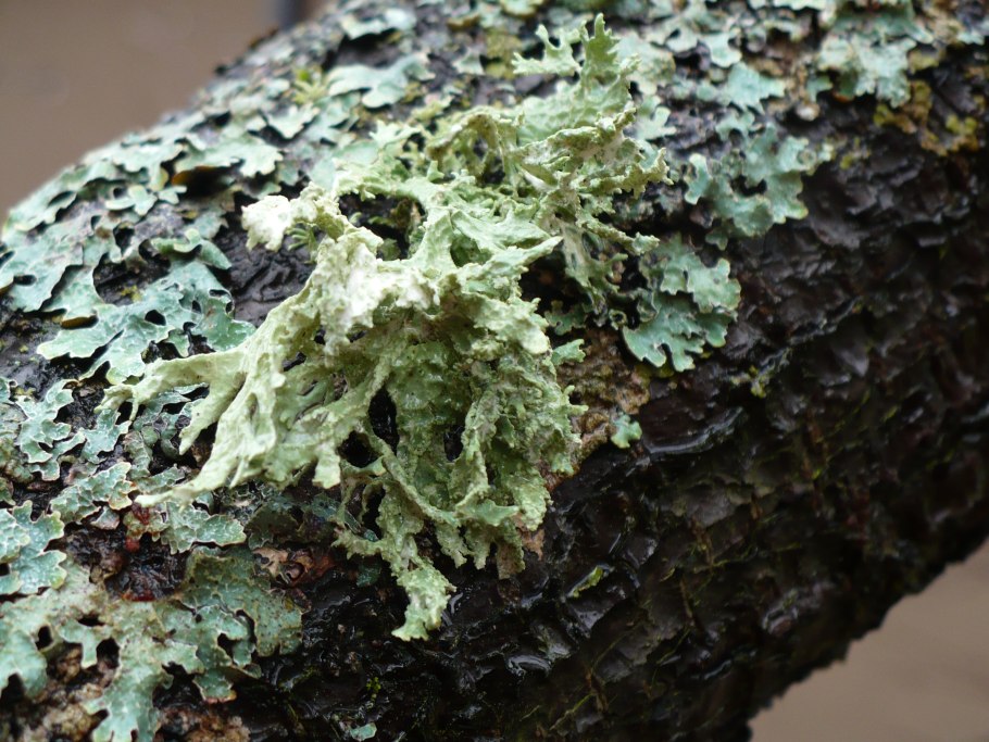 Псевдеверния шелушащаяся