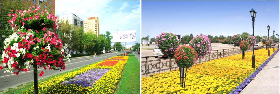 Цветы для озеленения города