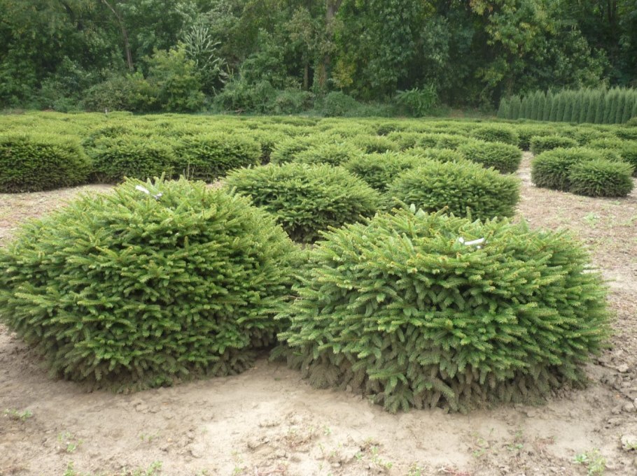 Ель европейская Nidiformis