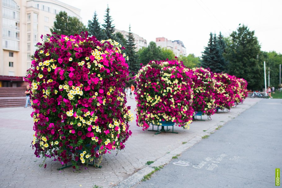 Однолетники для вертикального озеленения