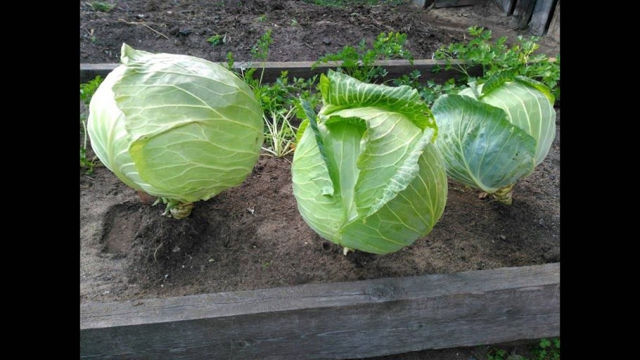 Капуста б/к Мегатон f1 10шт Престиж