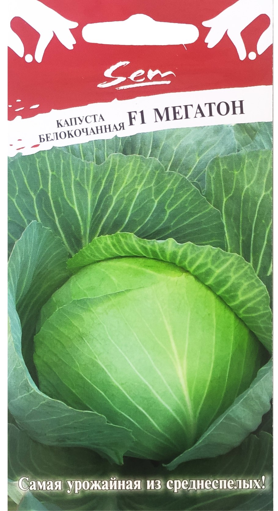 Капуста Мегатон размер