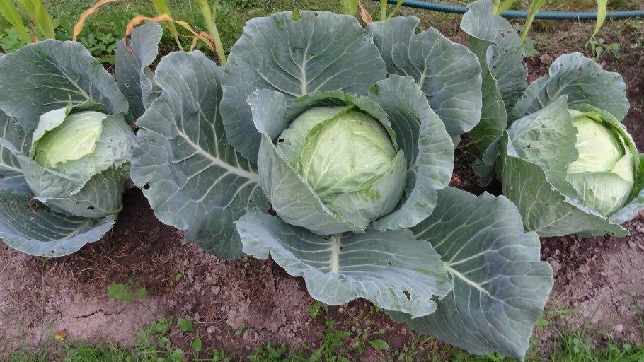 Семена капуста белокочанная Мегатон f1