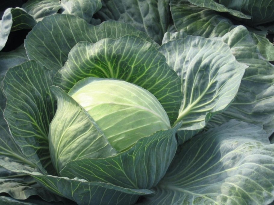 Семена капусты белокочанной Мегатон