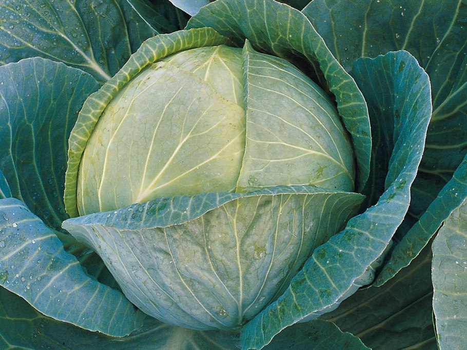 Семена капусты белокочанной Мегатон