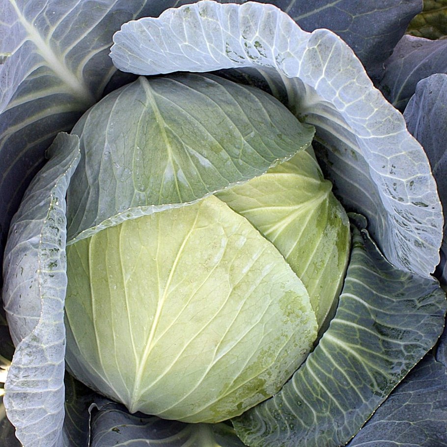 Семена капусты белокочанной Мегатон