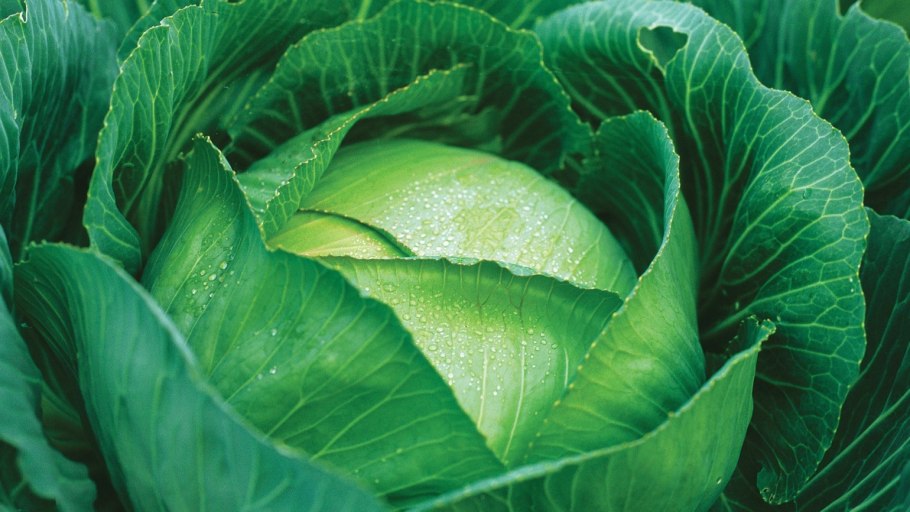 Капуста белокочанная Мегатон f1