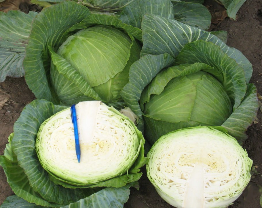 Капуста белокочанная Мегатон f1