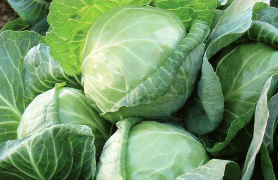 Капуста цветная Мегатон