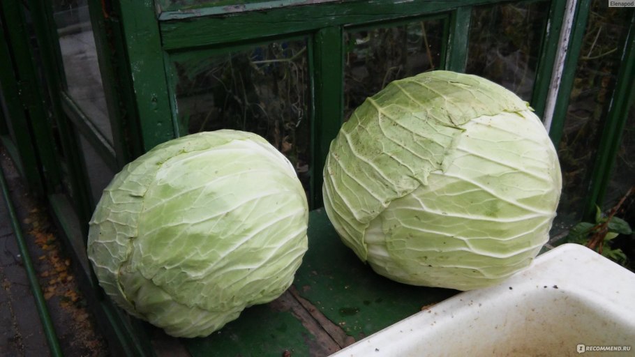 Семена капусты Мегатон f1