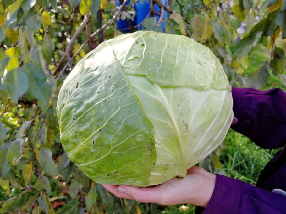 Капуста б/к Мегатон 10шт /10