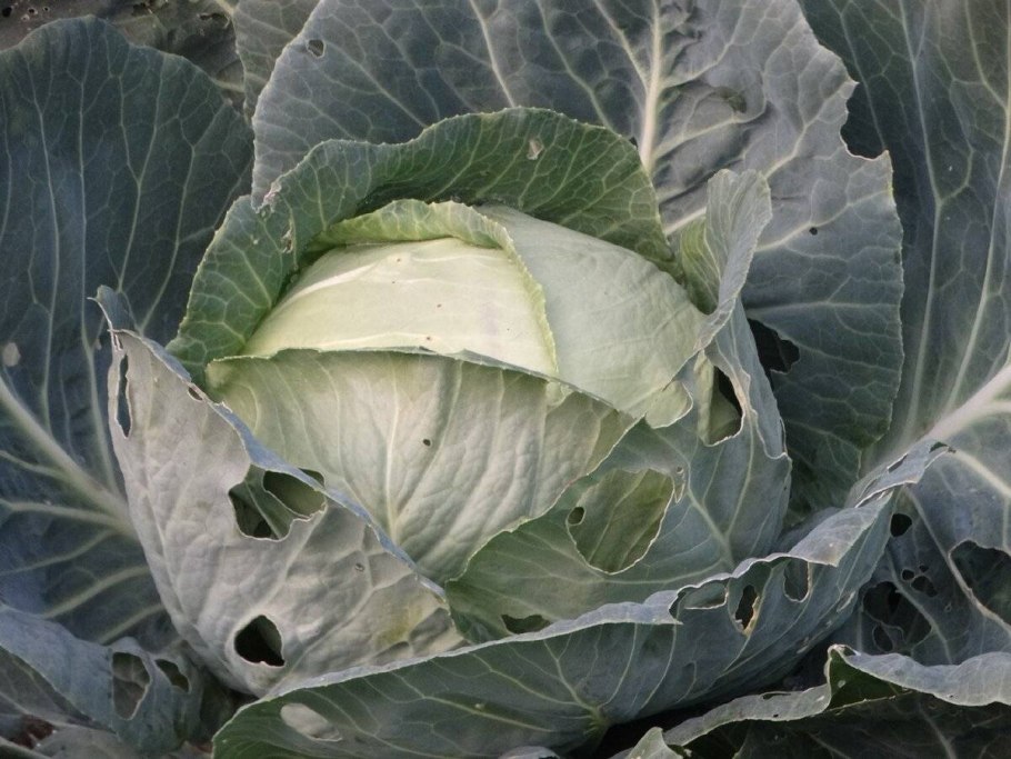 Семена капуста белокочанная Мегатон f1