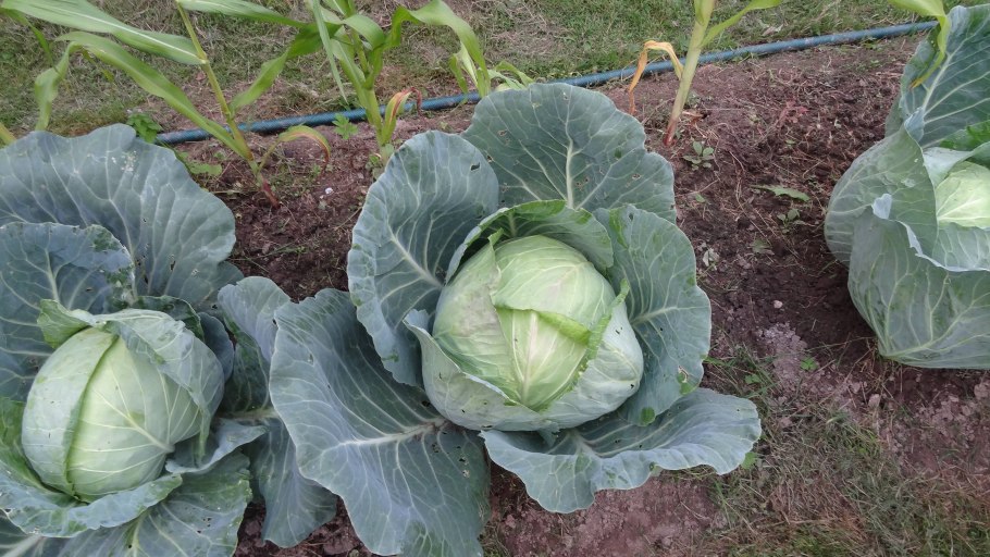 Сорт капусты мегатон