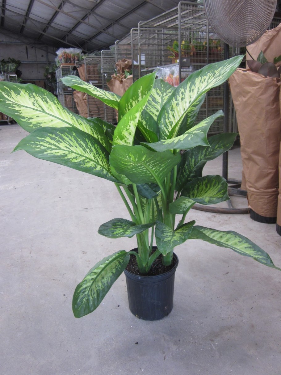 Dieffenbachia Living Fantasy