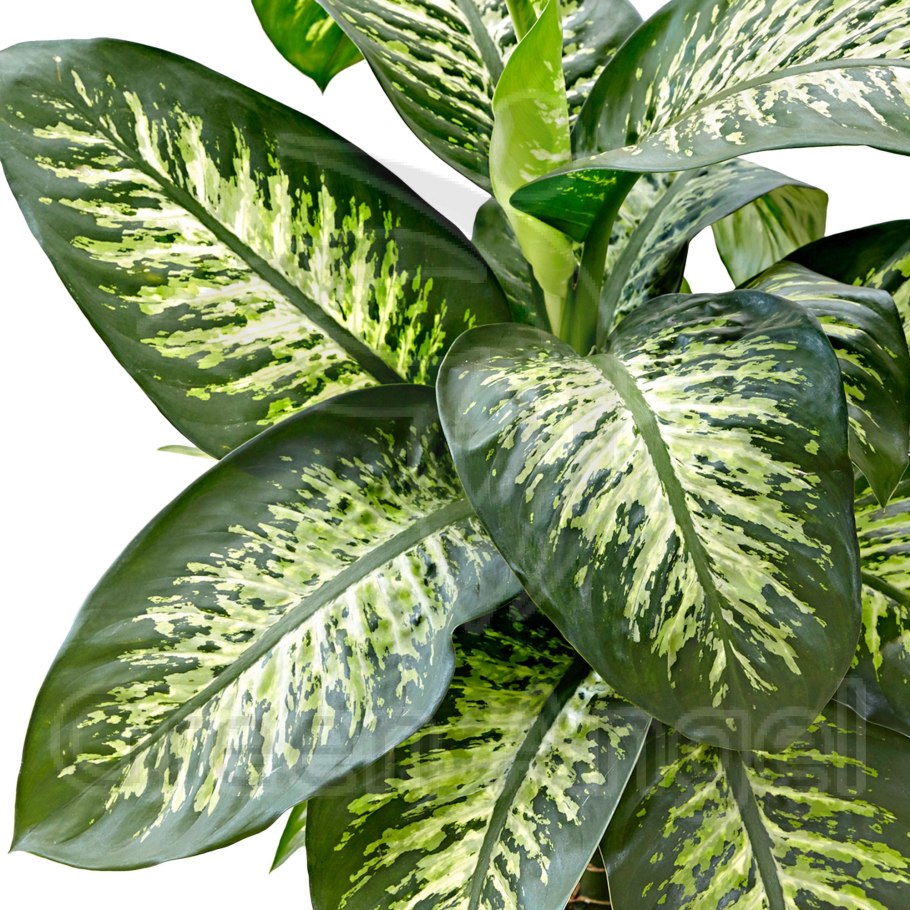 Диффенбахия Сегуина – Dieffenbachia Seguine
