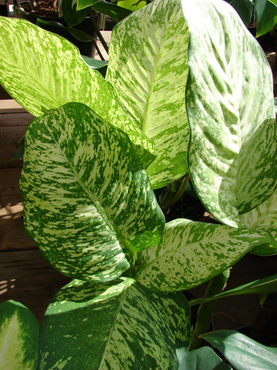 Диффенбахия Баузе (Dieffenbachia bausei)