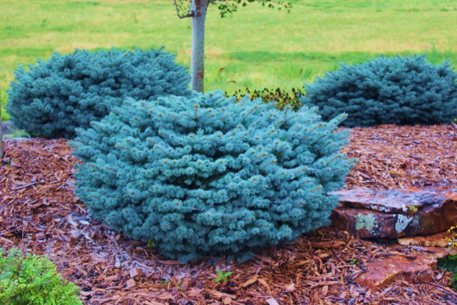 Ель колючая glauca globosa