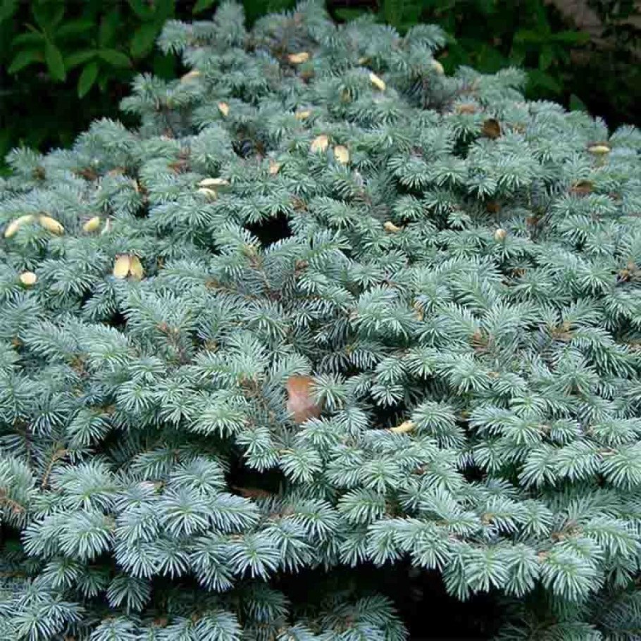 Ель glauca globosa