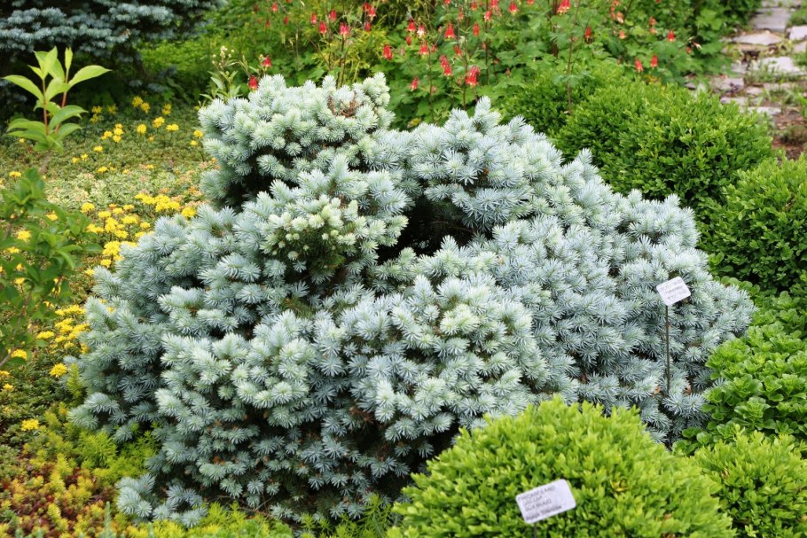 Ель колючая Глаука Picea