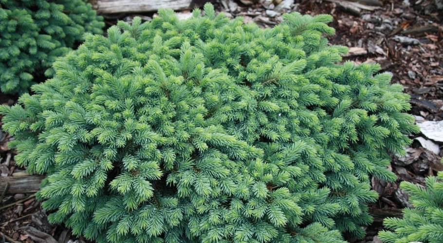 Ель колючая glauca globosa