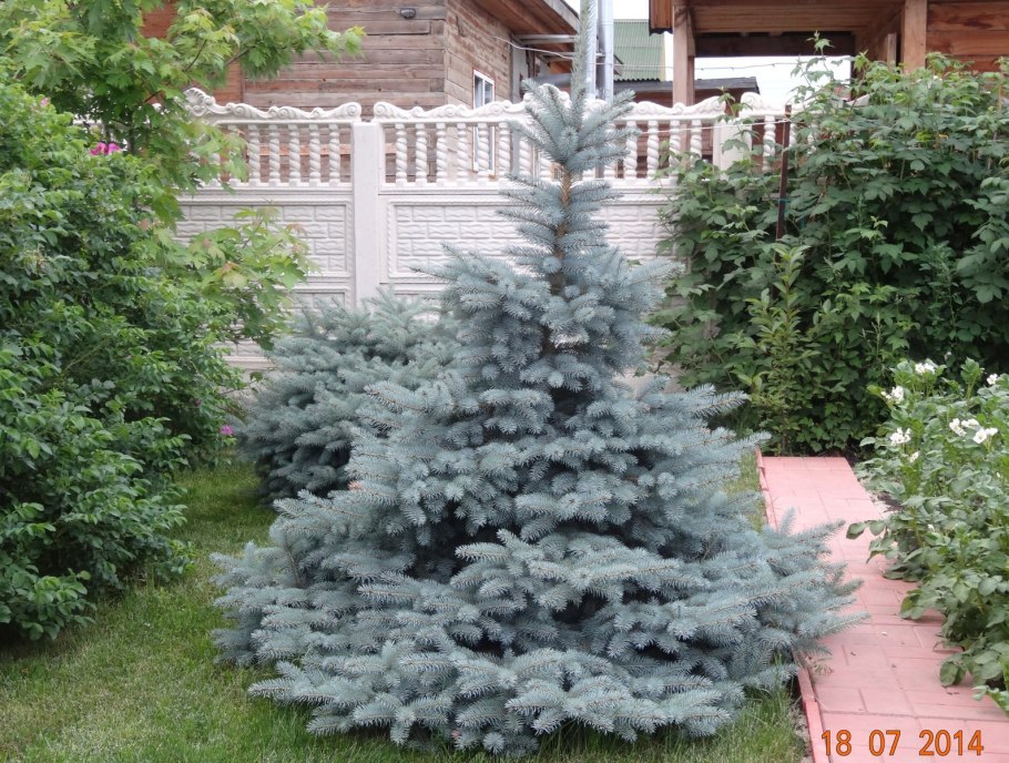 Ель голубая Глаука Глобоза