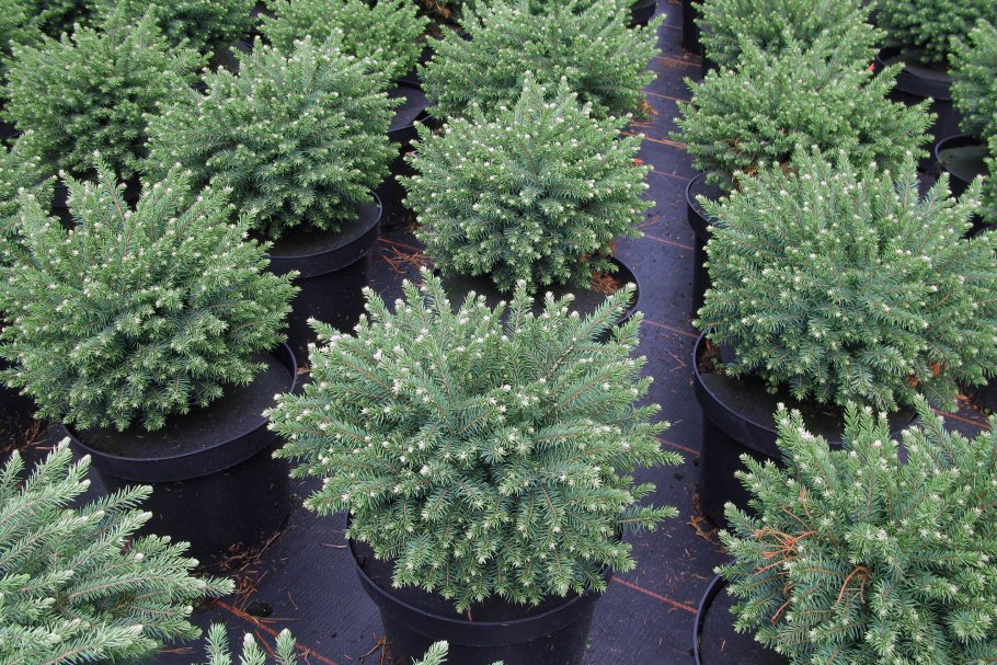 Ель колючая Picea pungens